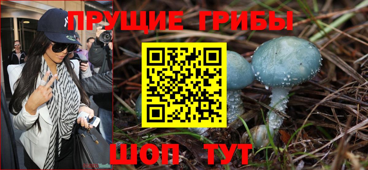 Галлюциногенные грибы Psilocybe Славгород